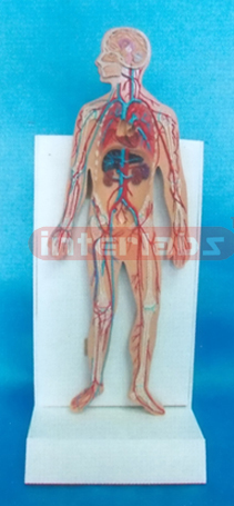 DESK-TYPE, DISSECTIBLE. HUMAN BLOOD CIRCULATION SYSTEM MODEL